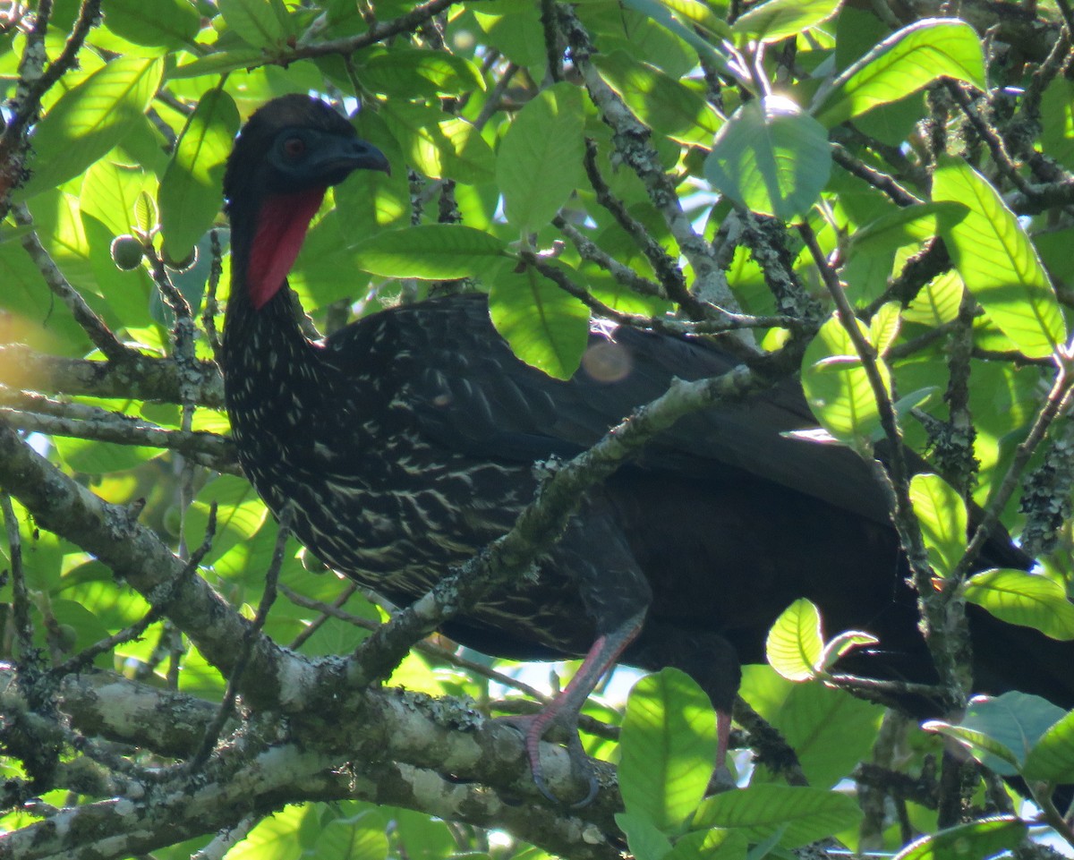 Crested Guan - ML141081781