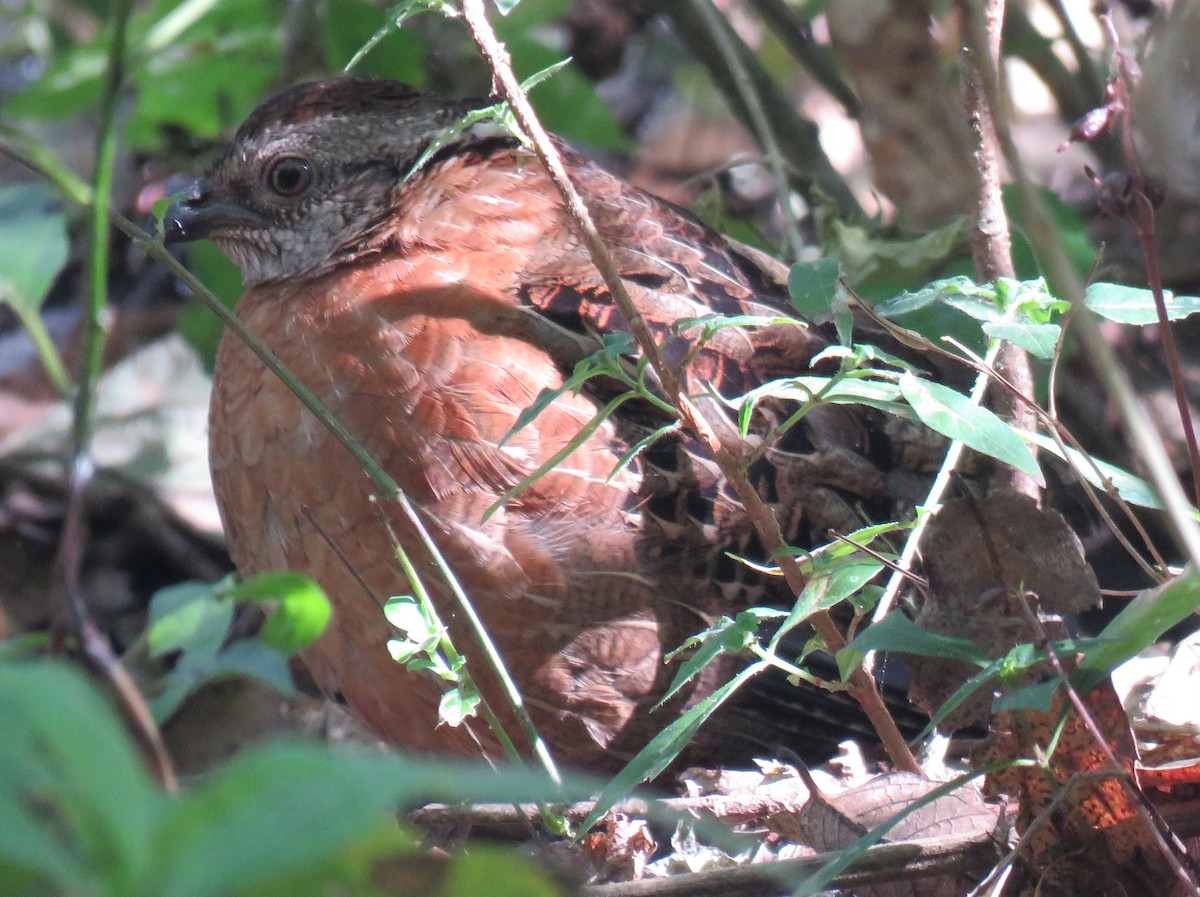 Singing Quail - ML141081931