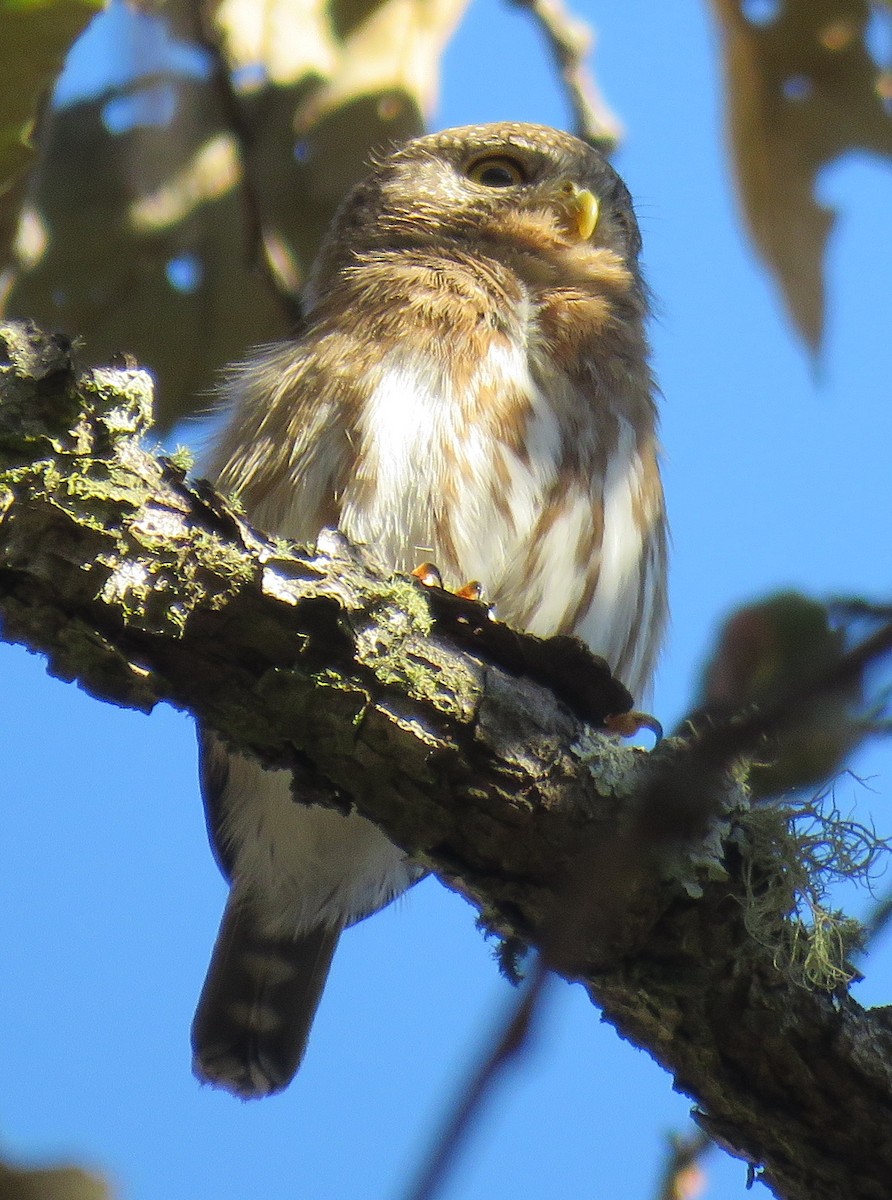 Colima Pygmy-Owl - ML141082311