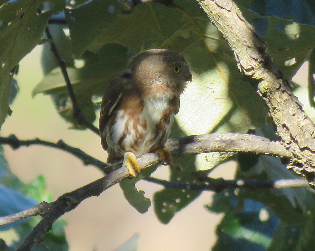 Colima Pygmy-Owl - ML141082321