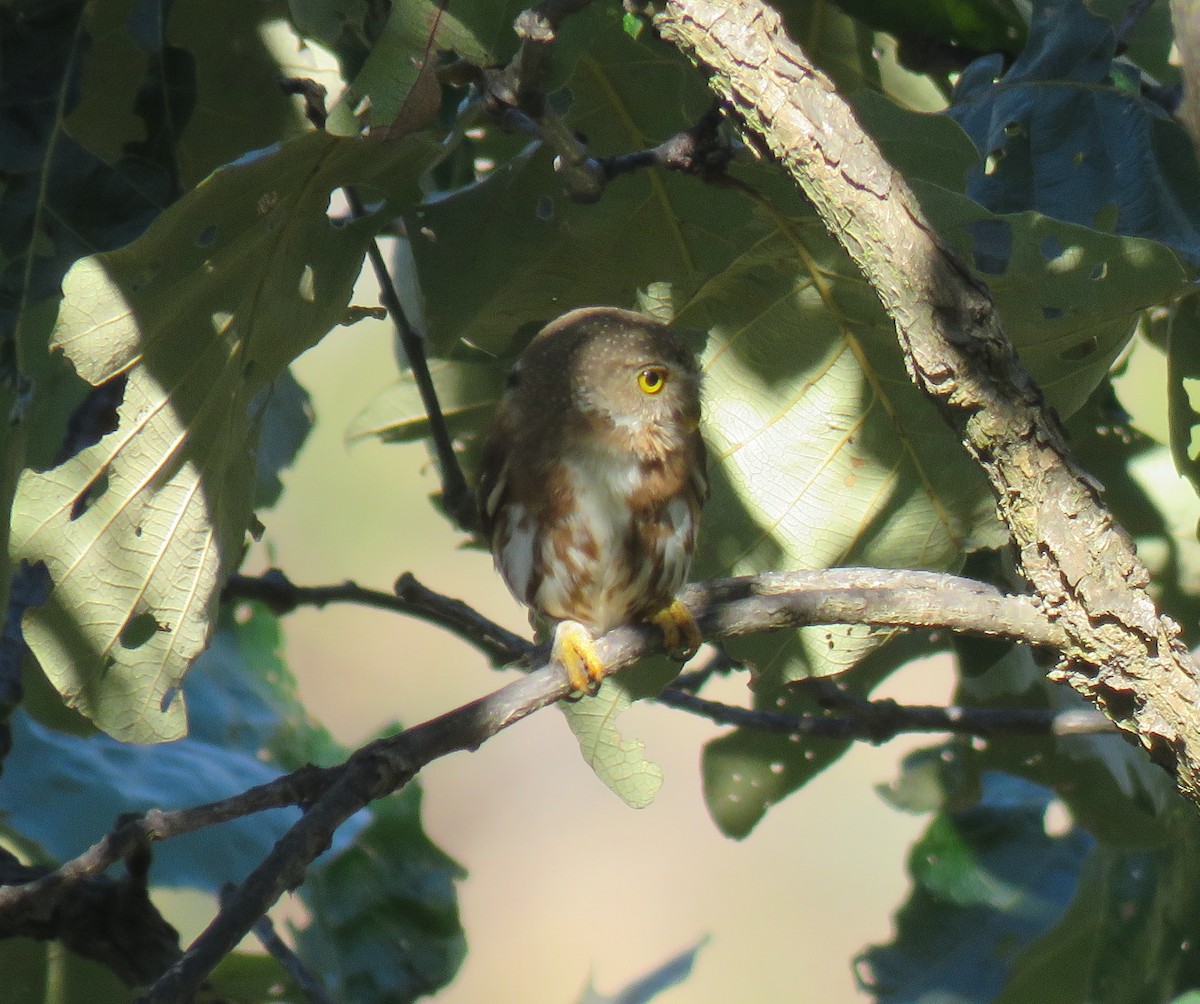 Colima Pygmy-Owl - ML141082341