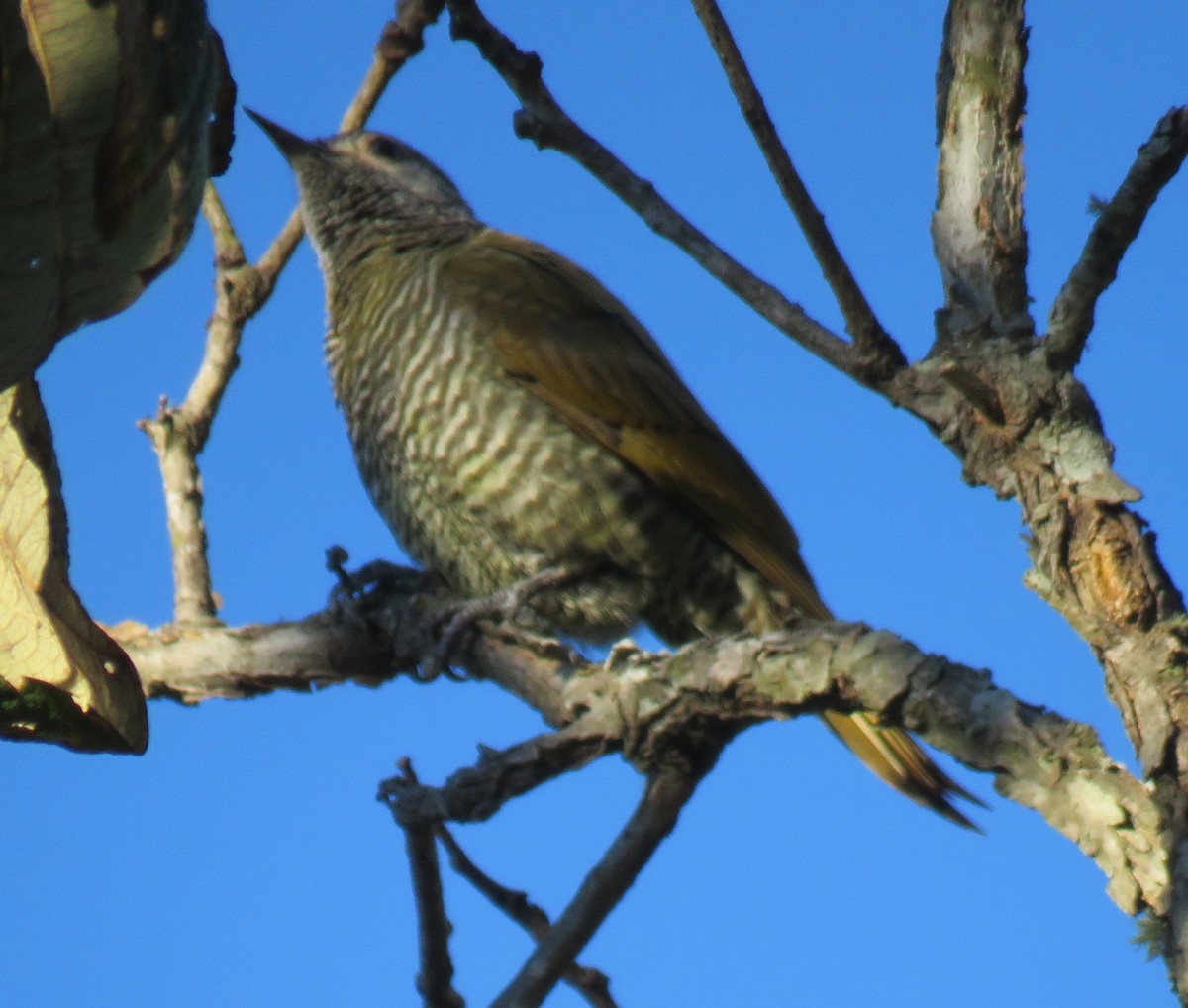 Gray-crowned Woodpecker - ML141082621