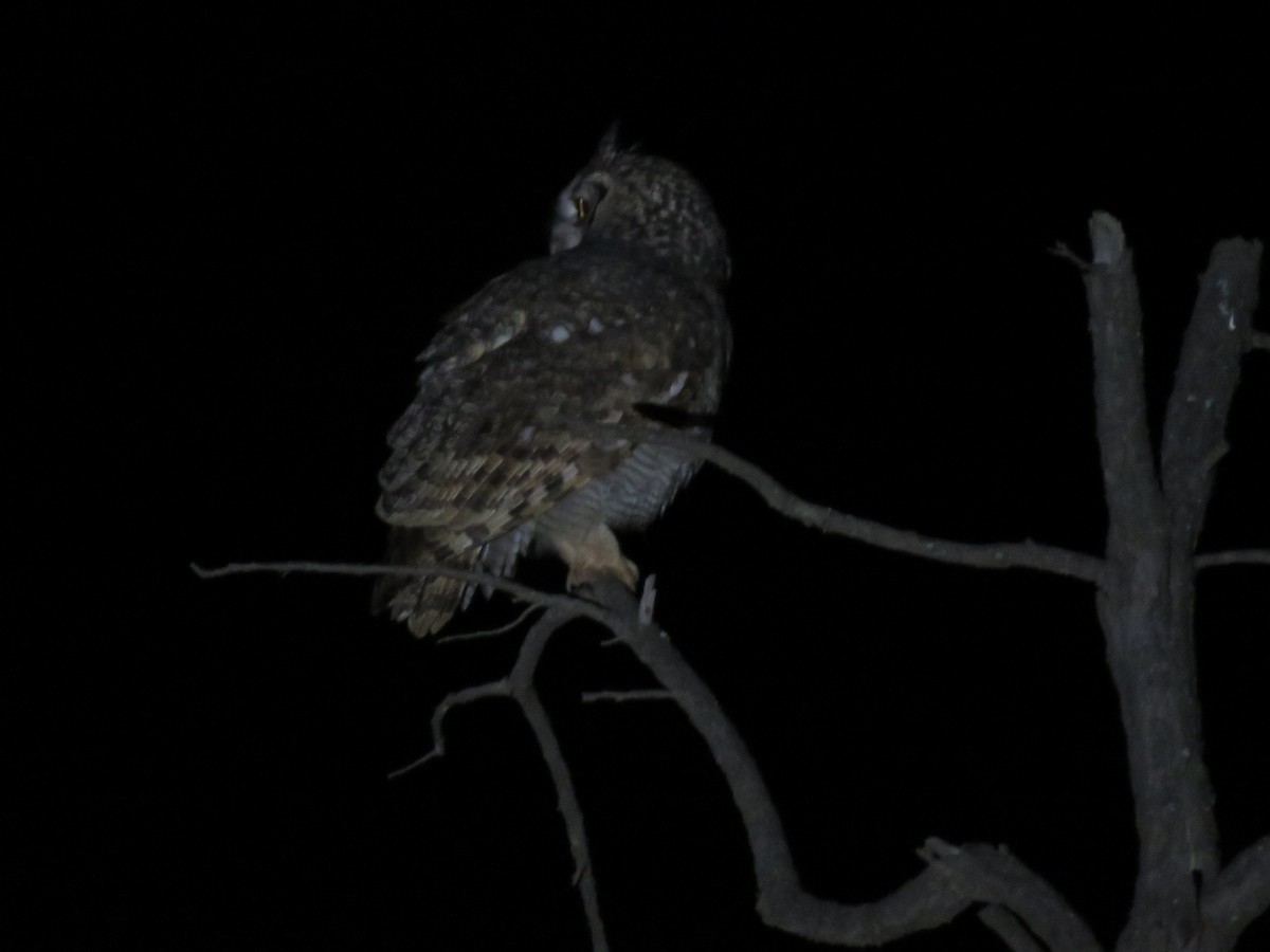 Spotted Eagle-Owl - ML141083121