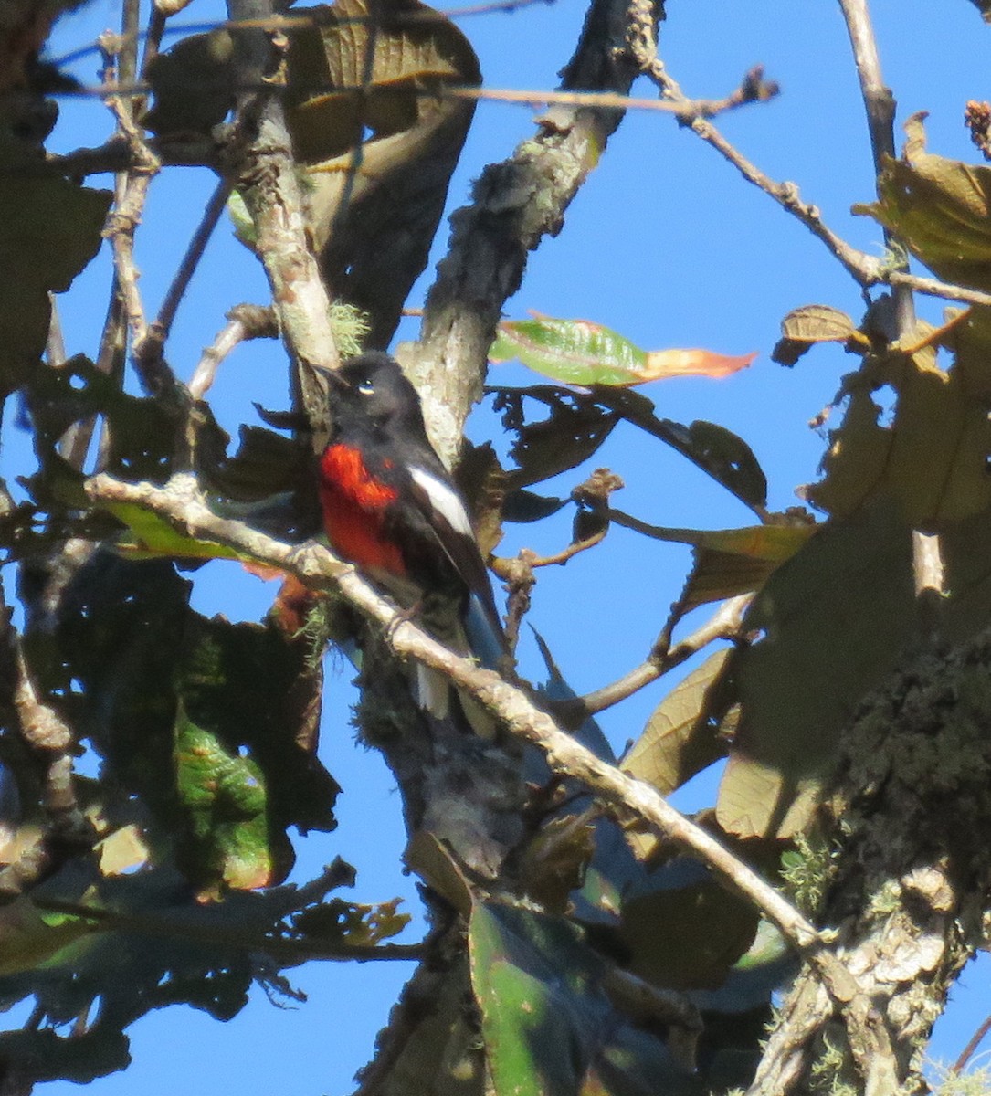 Painted Redstart - ML141083151