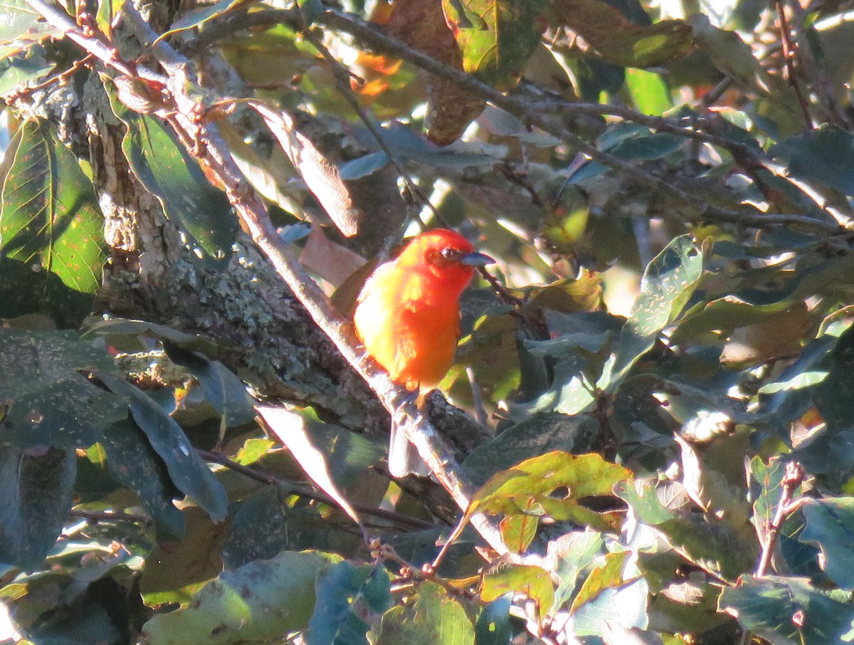 Flame-colored Tanager - ML141083281