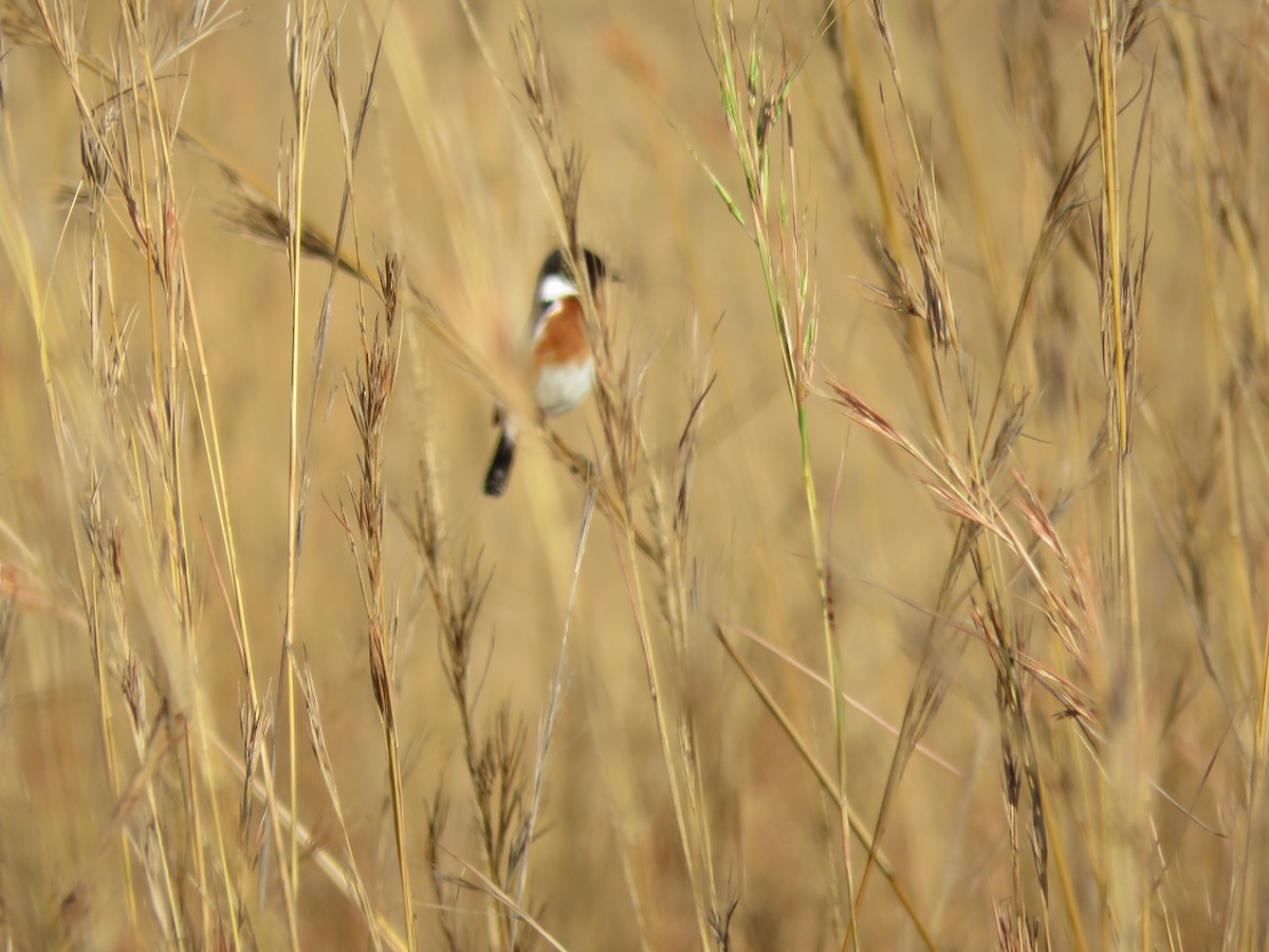 African Stonechat - ML141084991
