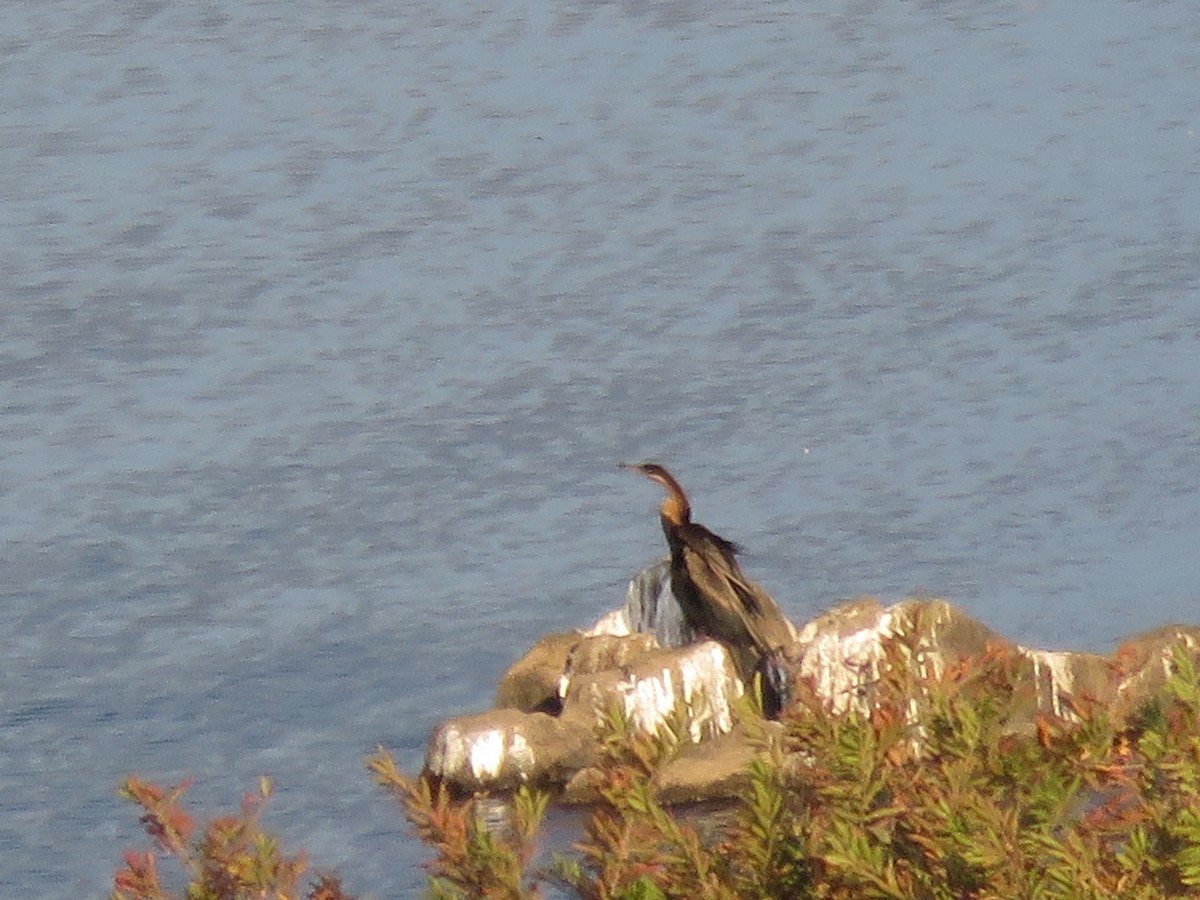 Afrika-Schlangenhalsvogel - ML141086321