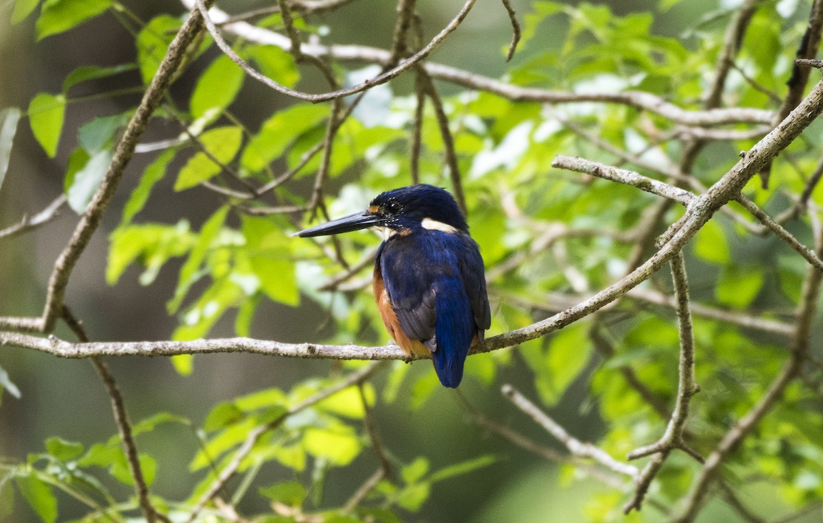 Azure Kingfisher - Duc Hoang