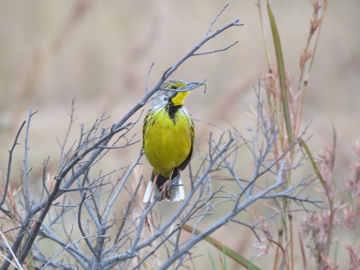 Yellow-throated Longclaw - ML141087211