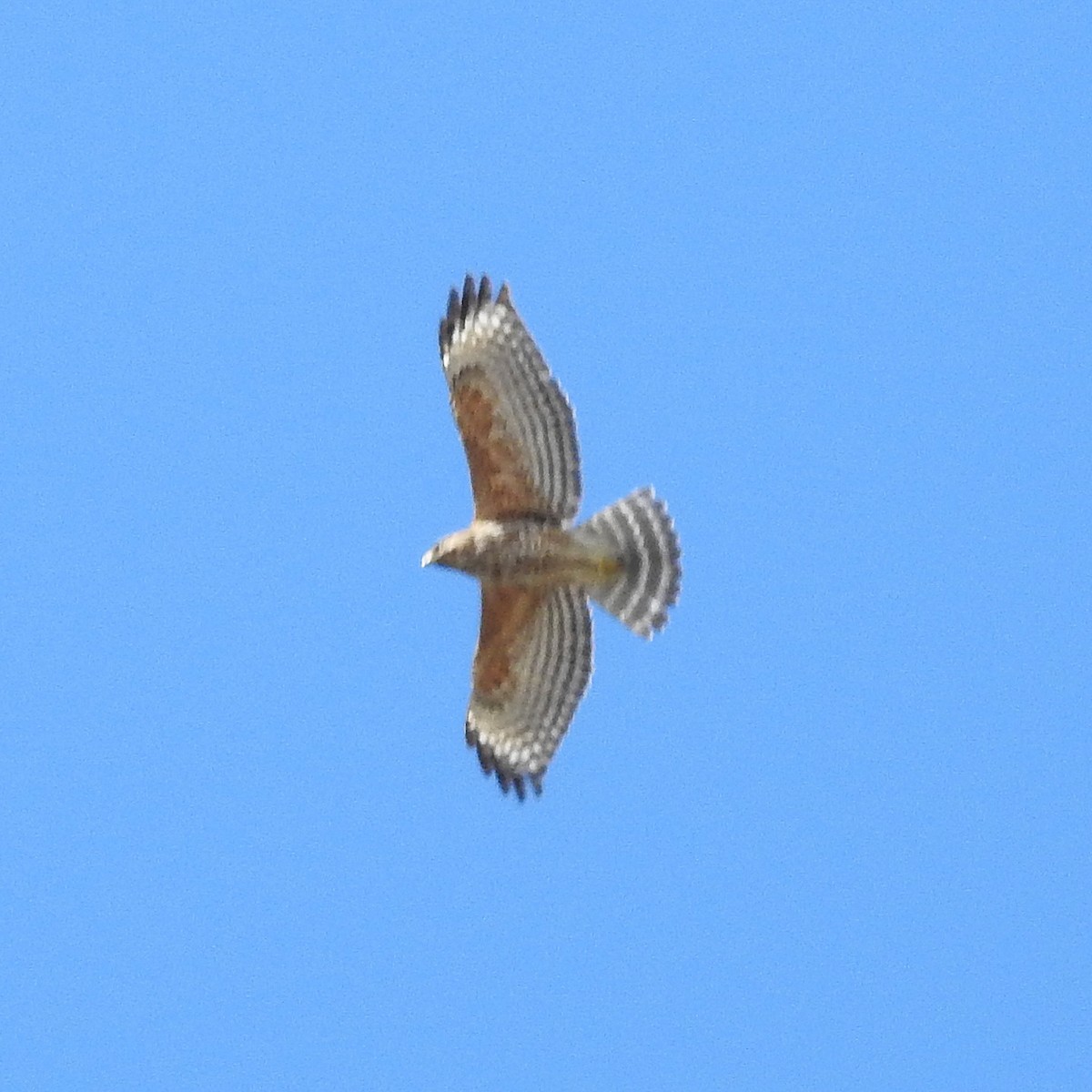 Red-shouldered Hawk - ML141089181