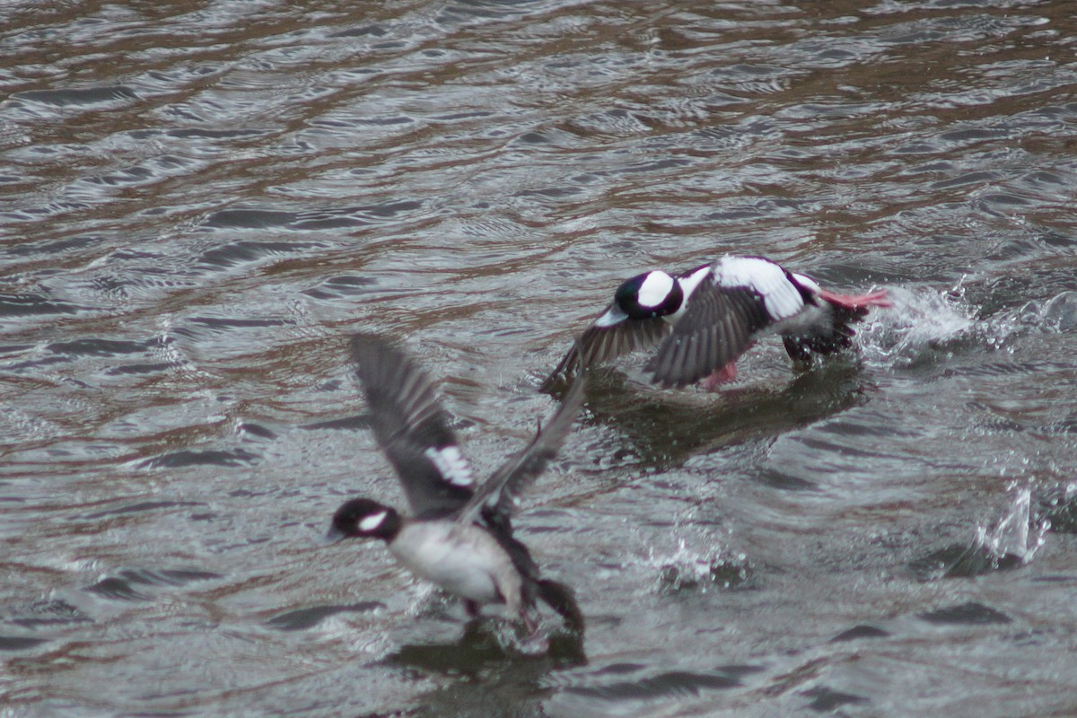 Bufflehead - ML141091741