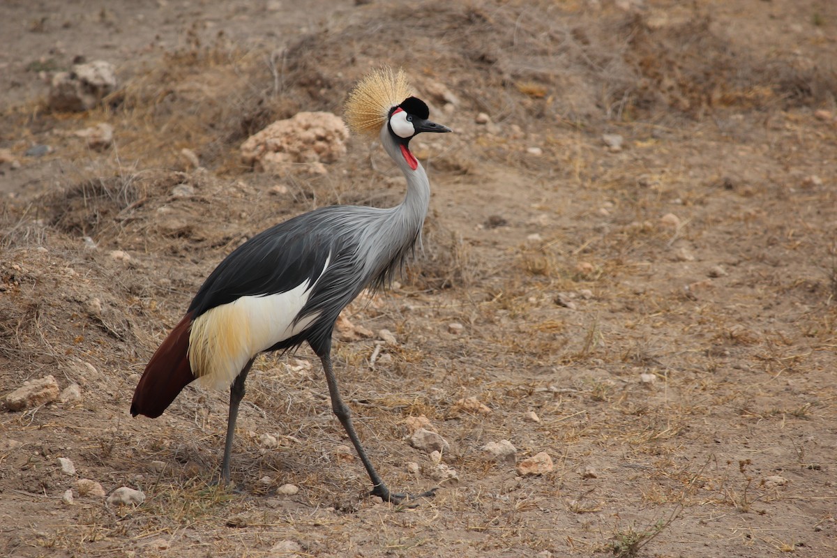 Grulla Coronada Cuelligrís - ML141092931