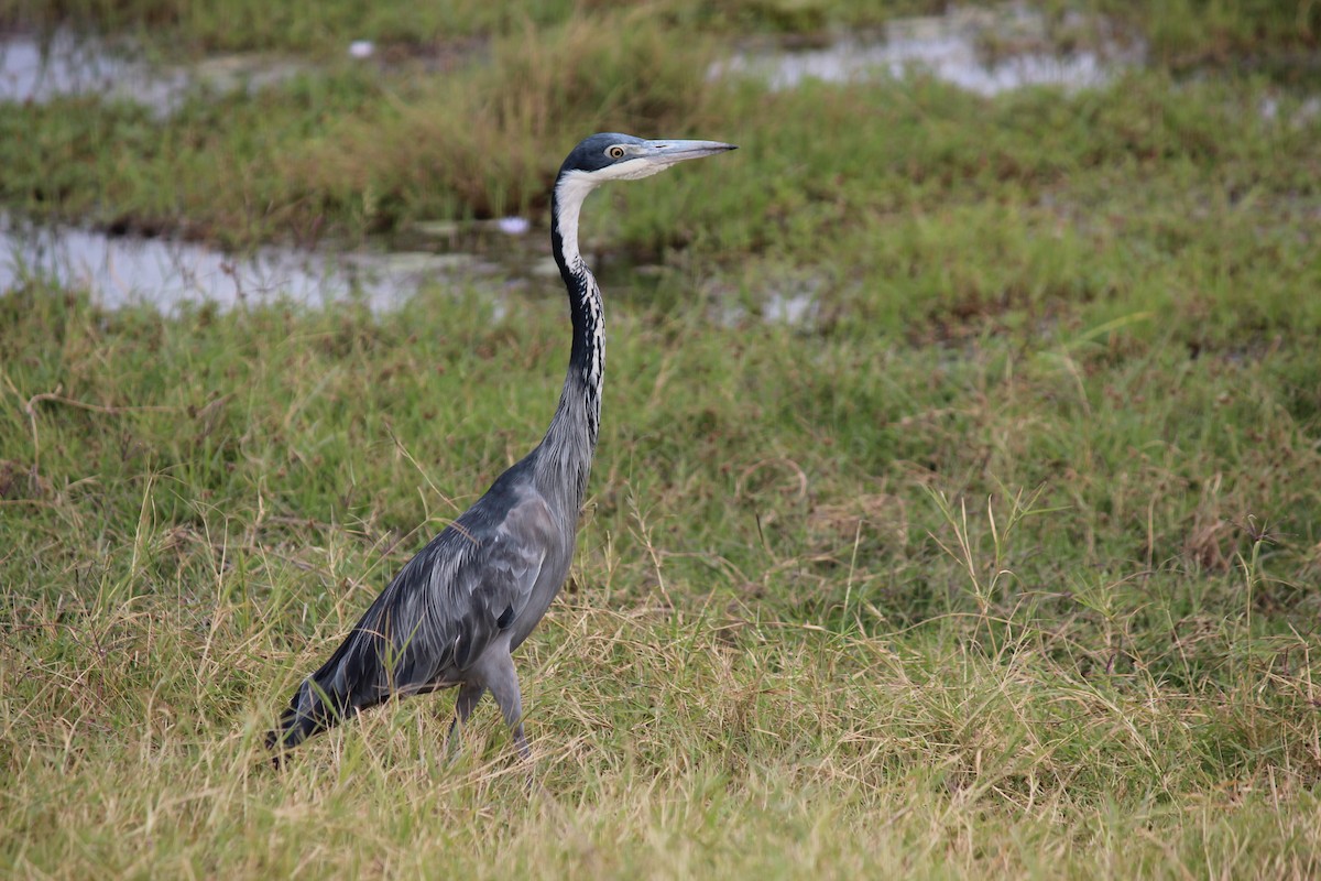 Black-headed Heron - ML141093171