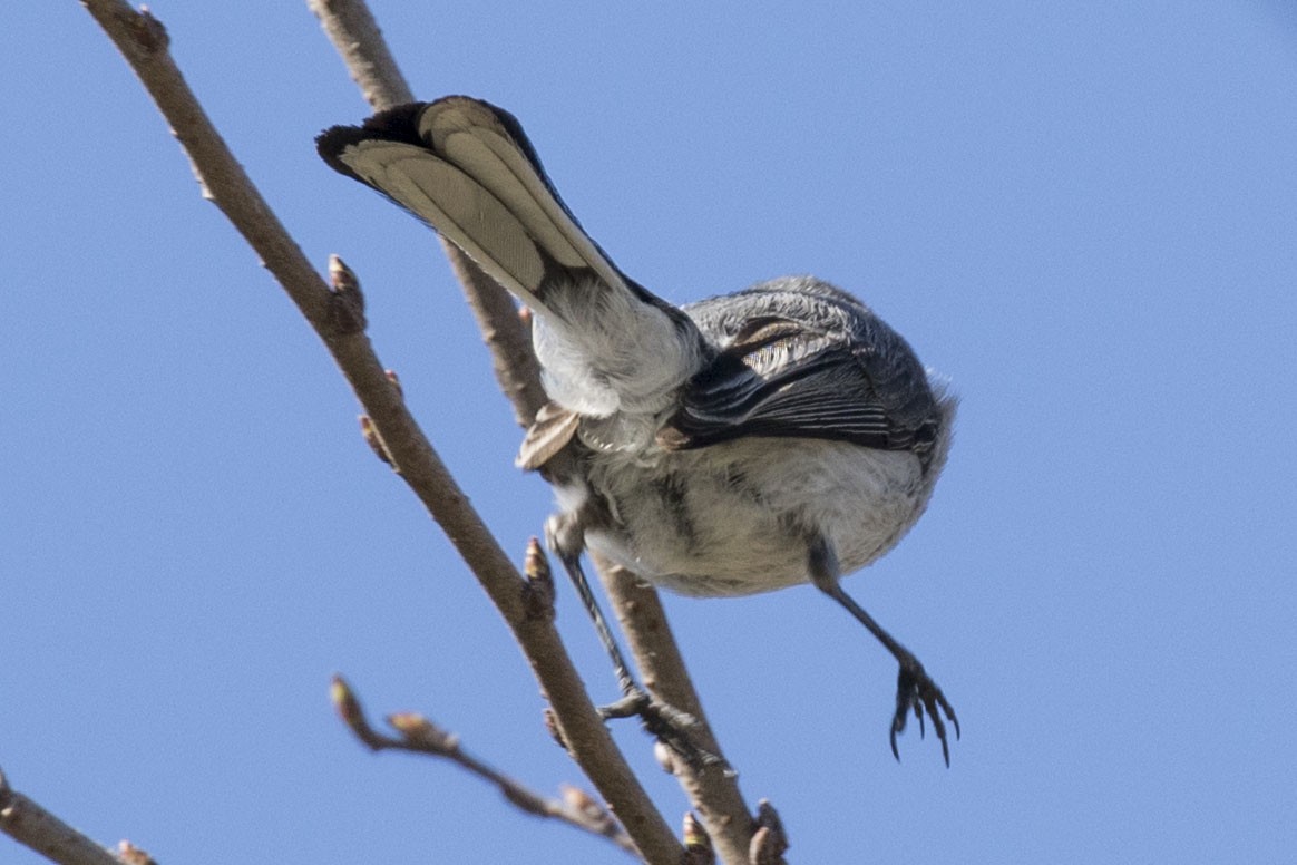 Blue-gray Gnatcatcher - ML141098201