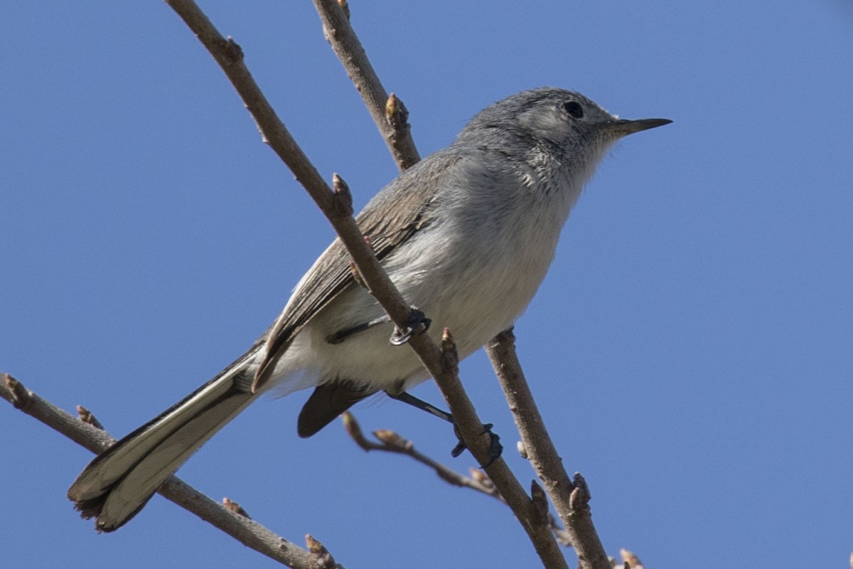 Blue-gray Gnatcatcher - ML141098221