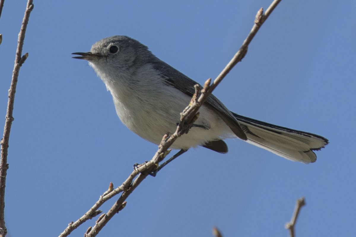 Perlita Grisilla - ML141098231