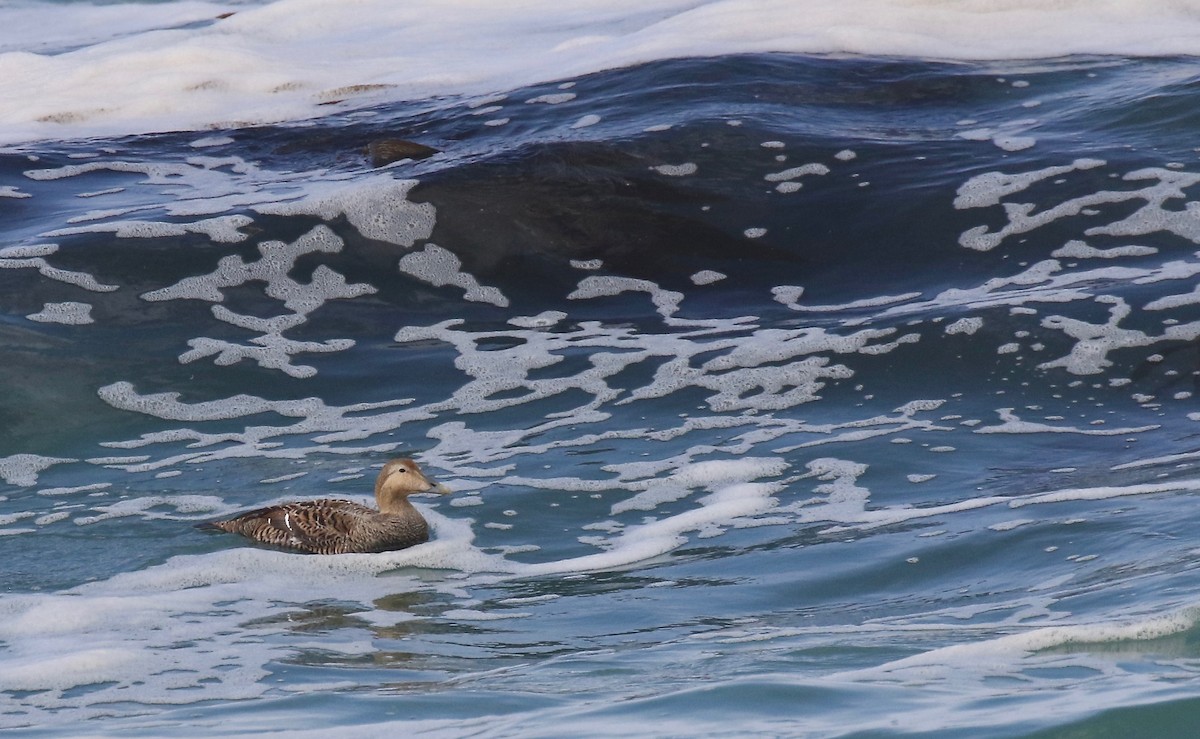 Eider arrunta - ML141098451