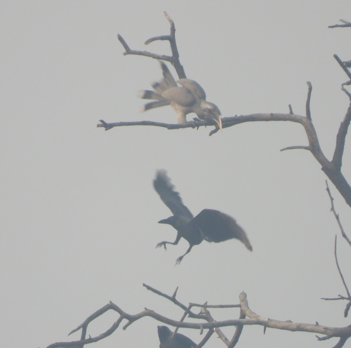 Indian Gray Hornbill - ML141098471