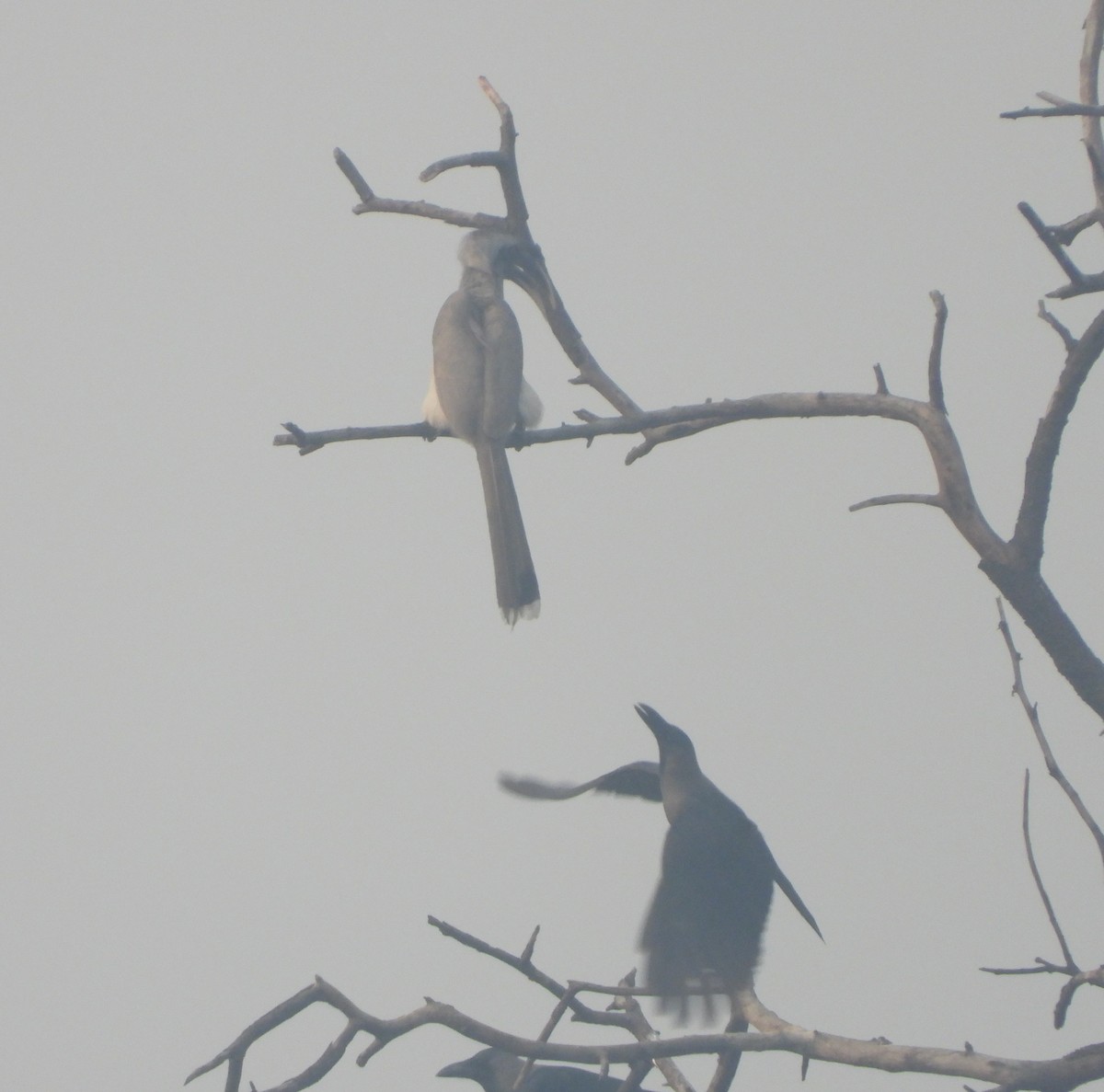 Indian Gray Hornbill - ML141098541