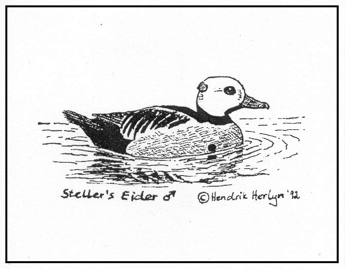 Steller's Eider - ML141099391