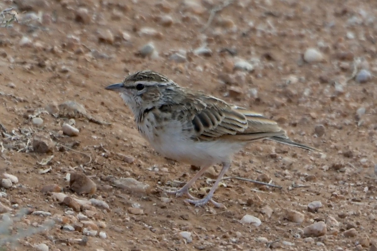 Fawn-colored Lark (Foxy) - ML141101591