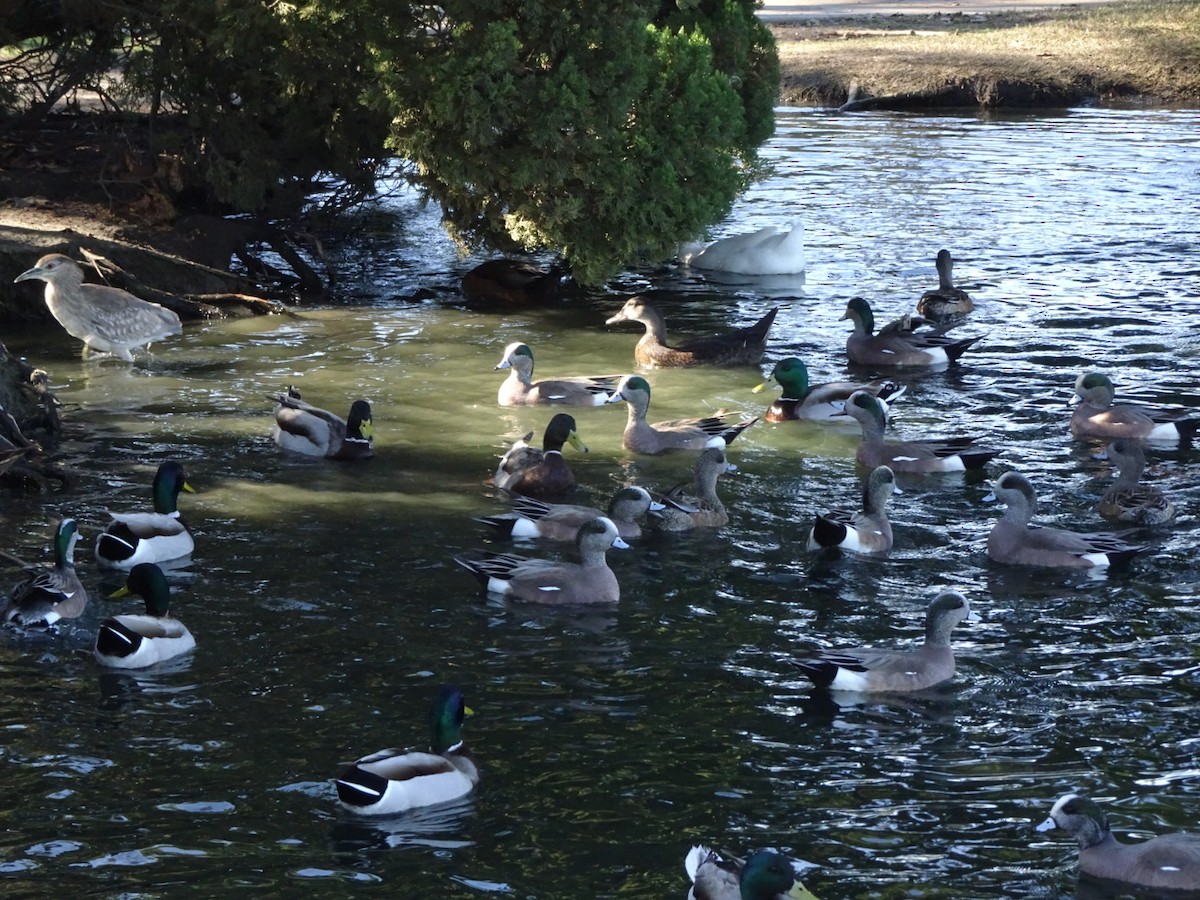 American Wigeon - ML141102071