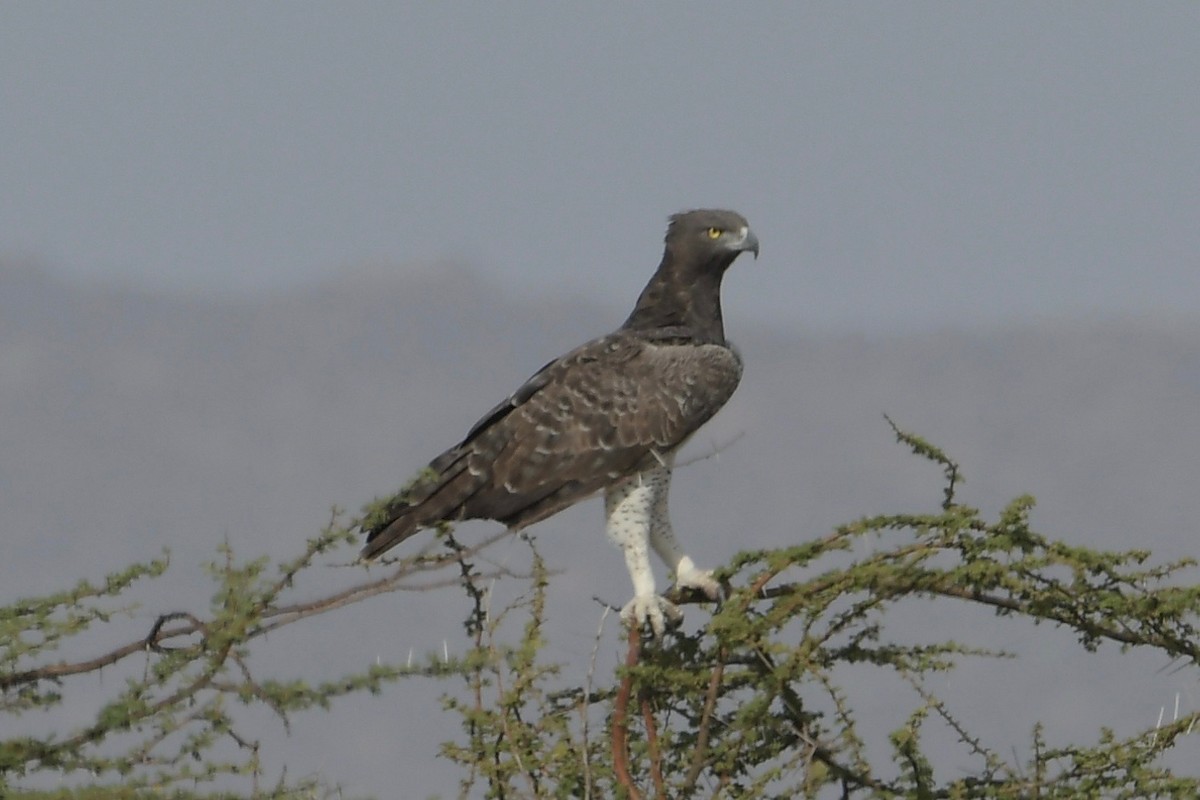 Martial Eagle - ML141102211