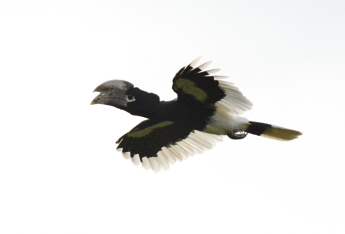 White-thighed Hornbill - ML141102681