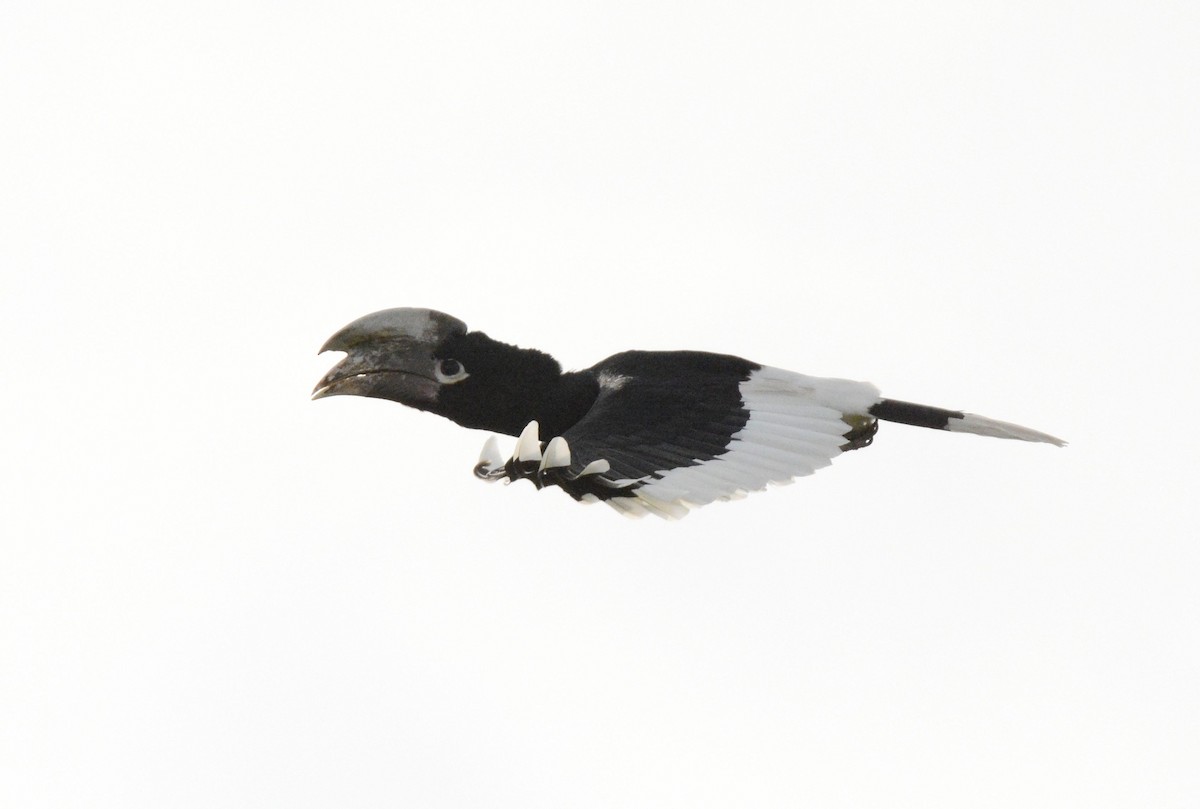 White-thighed Hornbill - ML141102821