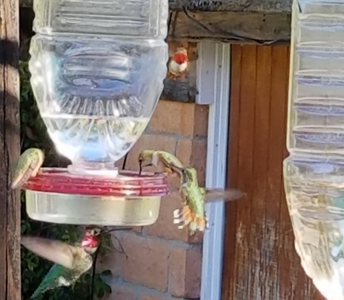 Anna's Hummingbird - ML141103051