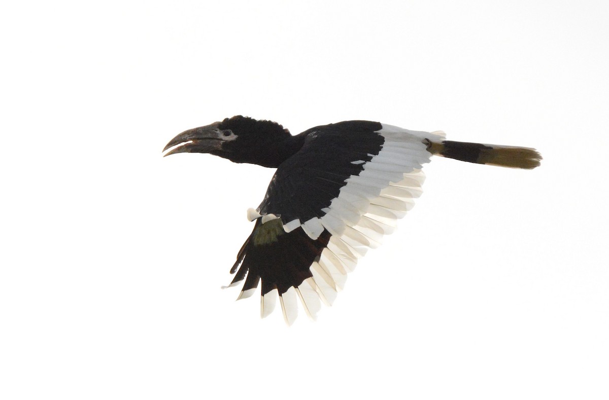 White-thighed Hornbill - ML141103751