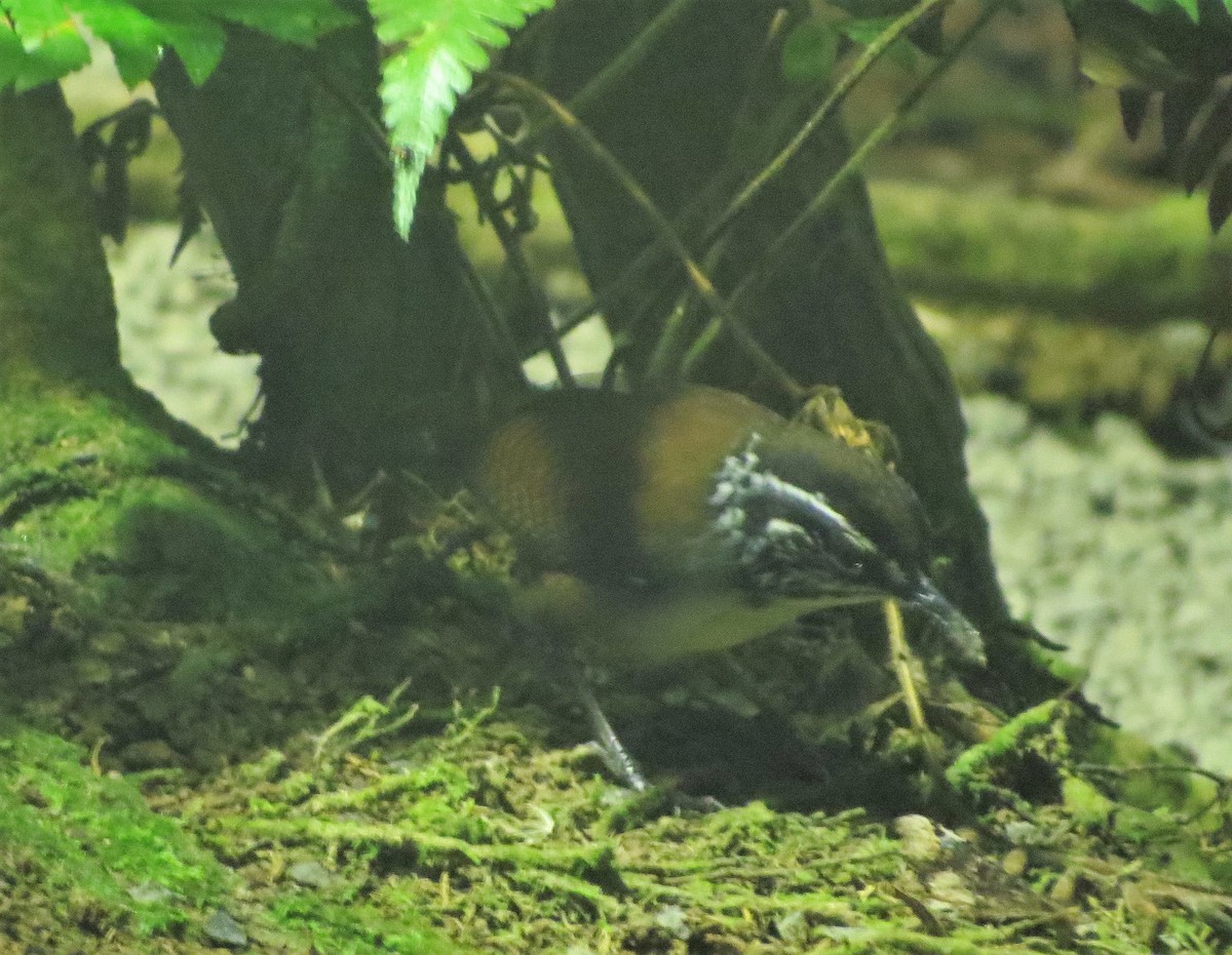 White-breasted Wood-Wren - Vivek Govind Kumar