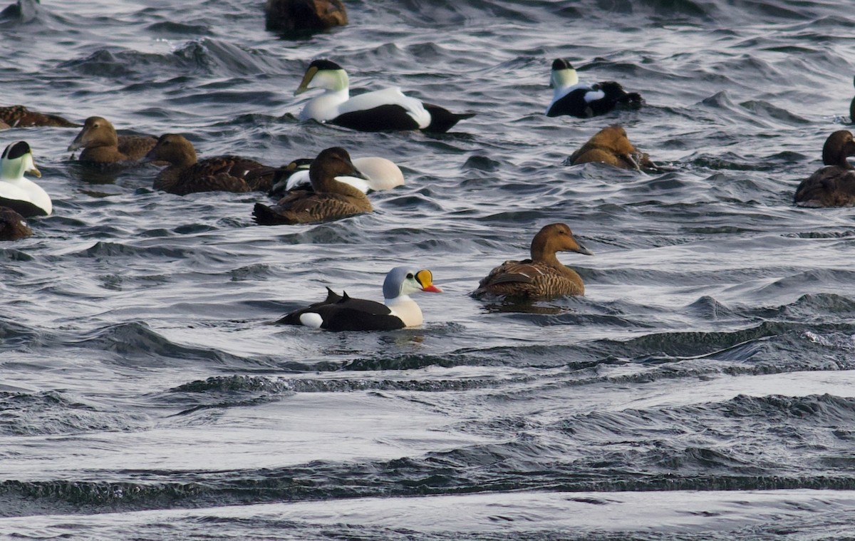 King Eider - ML141104891