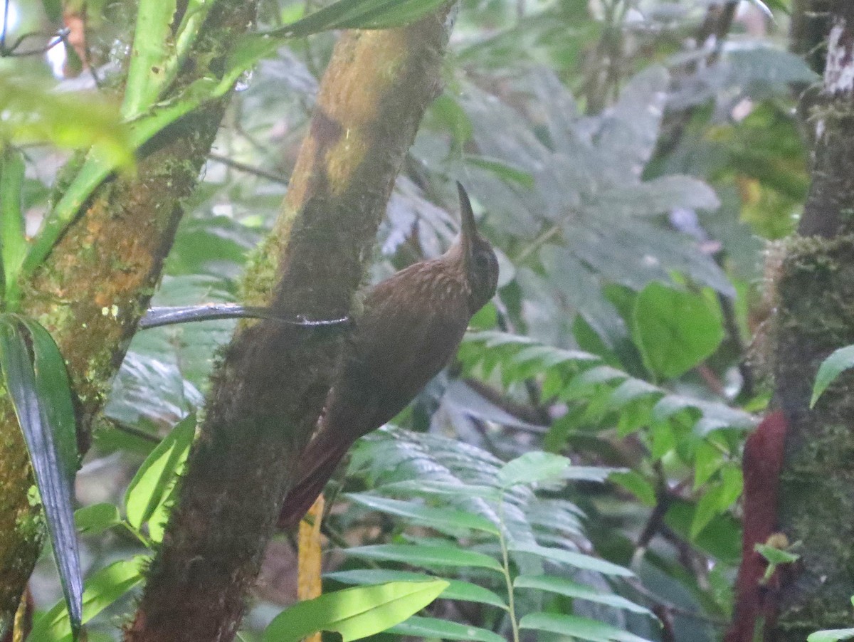 Cocoa Woodcreeper - Vivek Govind Kumar