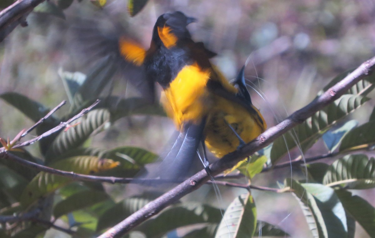 Black-cowled Oriole - ML141105181