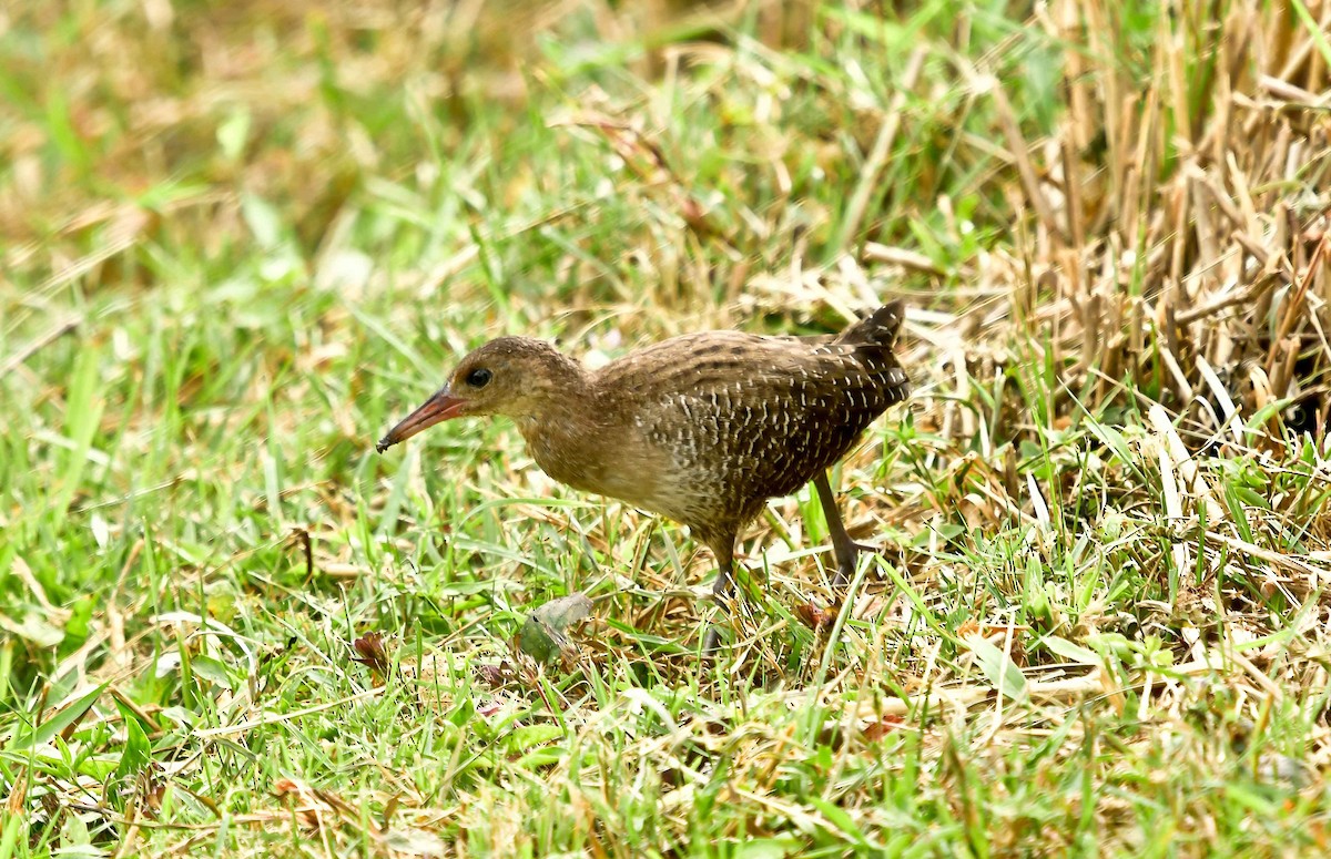 Slaty-breasted Rail - ML141105501