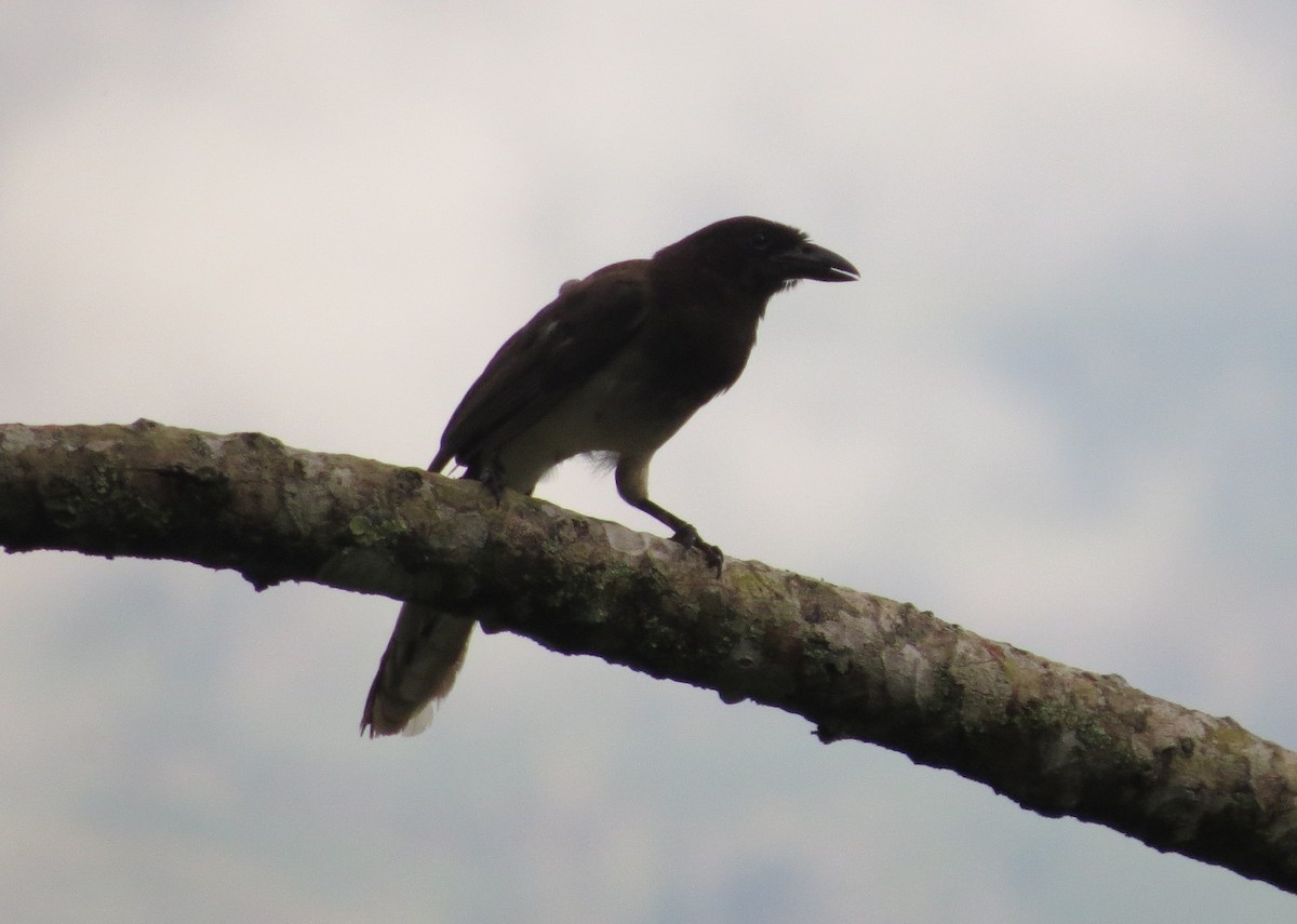 Brown Jay - ML141105521