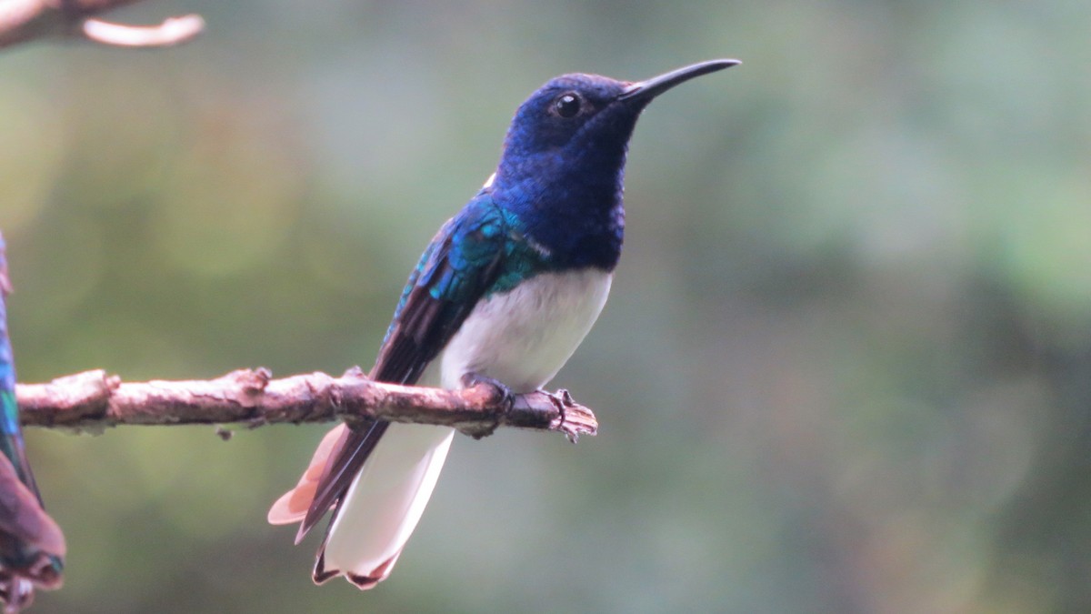 White-necked Jacobin - Vivek Govind Kumar