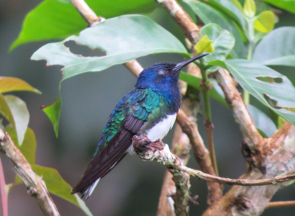 White-necked Jacobin - Vivek Govind Kumar