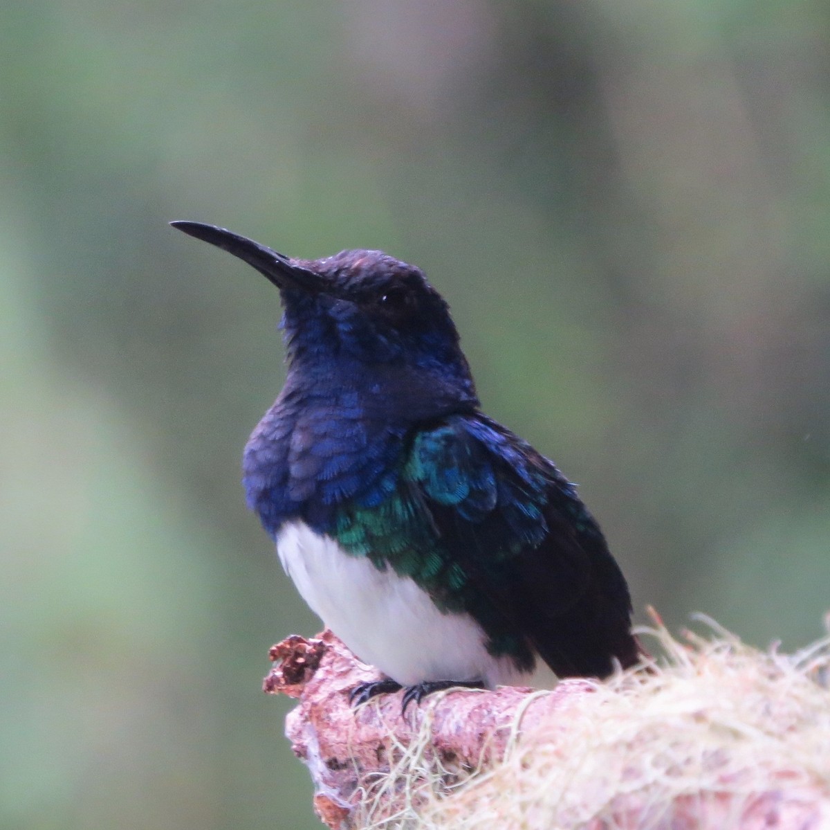 White-necked Jacobin - ML141105551