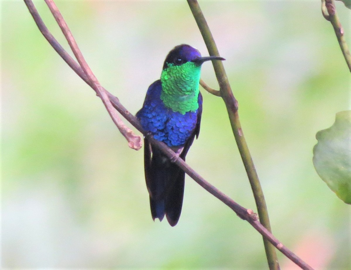 Crowned Woodnymph - ML141105581