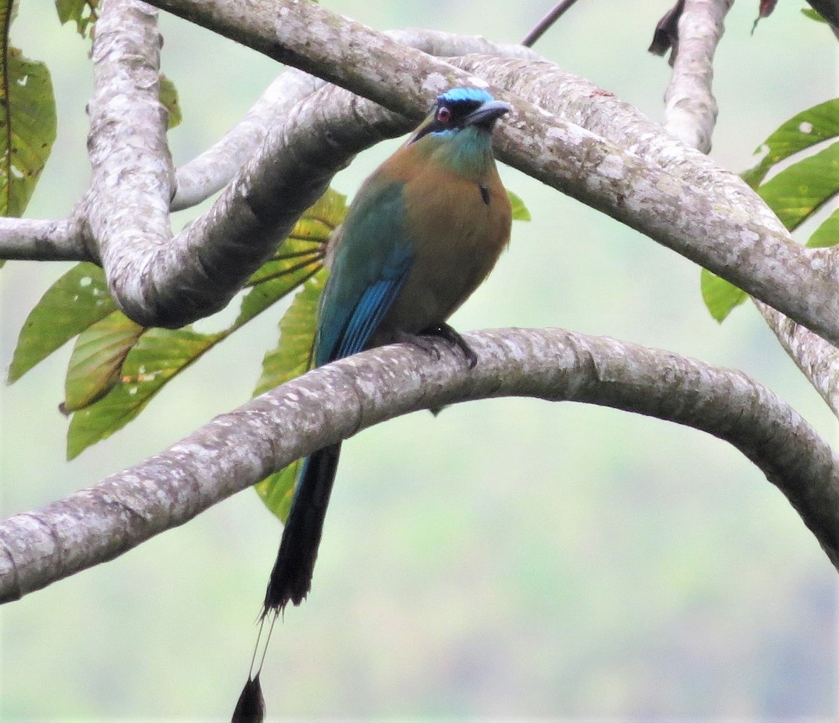 Motmot de Lesson - ML141105771