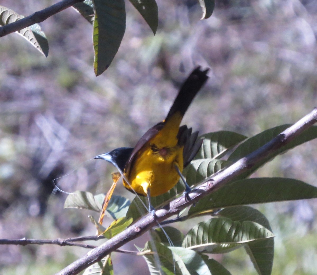 Black-cowled Oriole - ML141106031