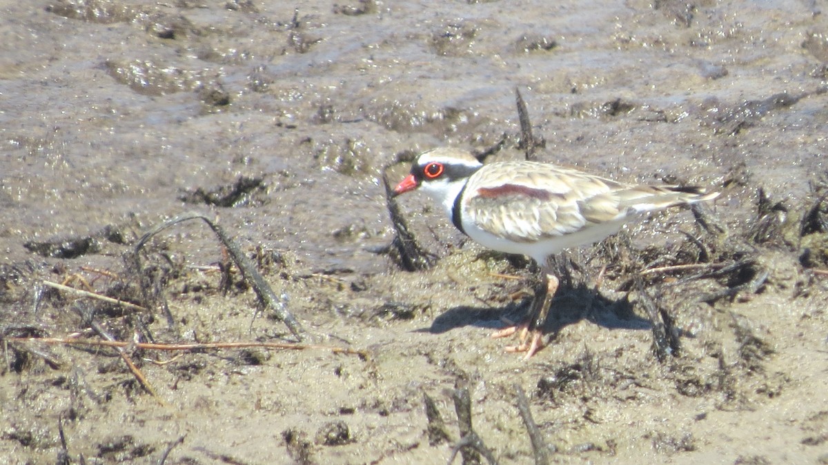 Black-fronted Dotterel - ML141107291