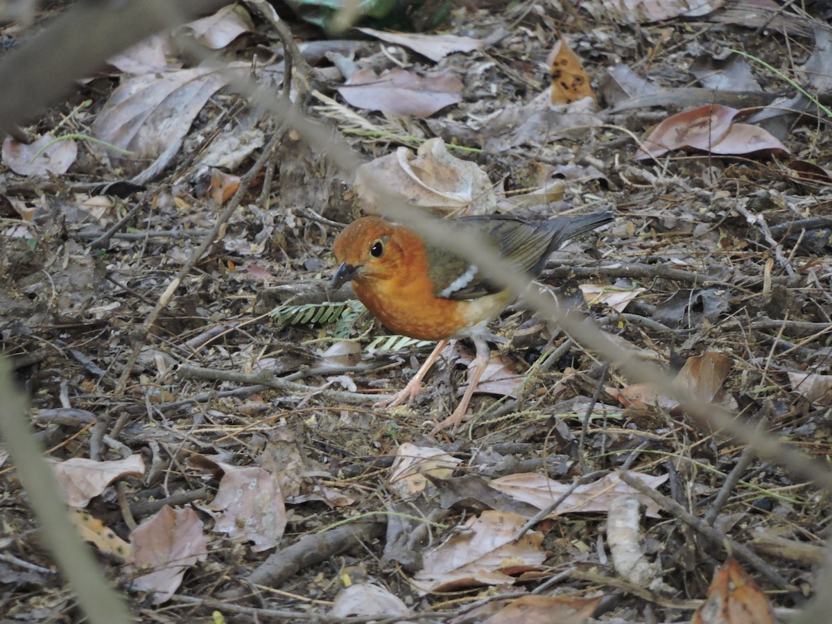 Orange-headed Thrush - ML141107371