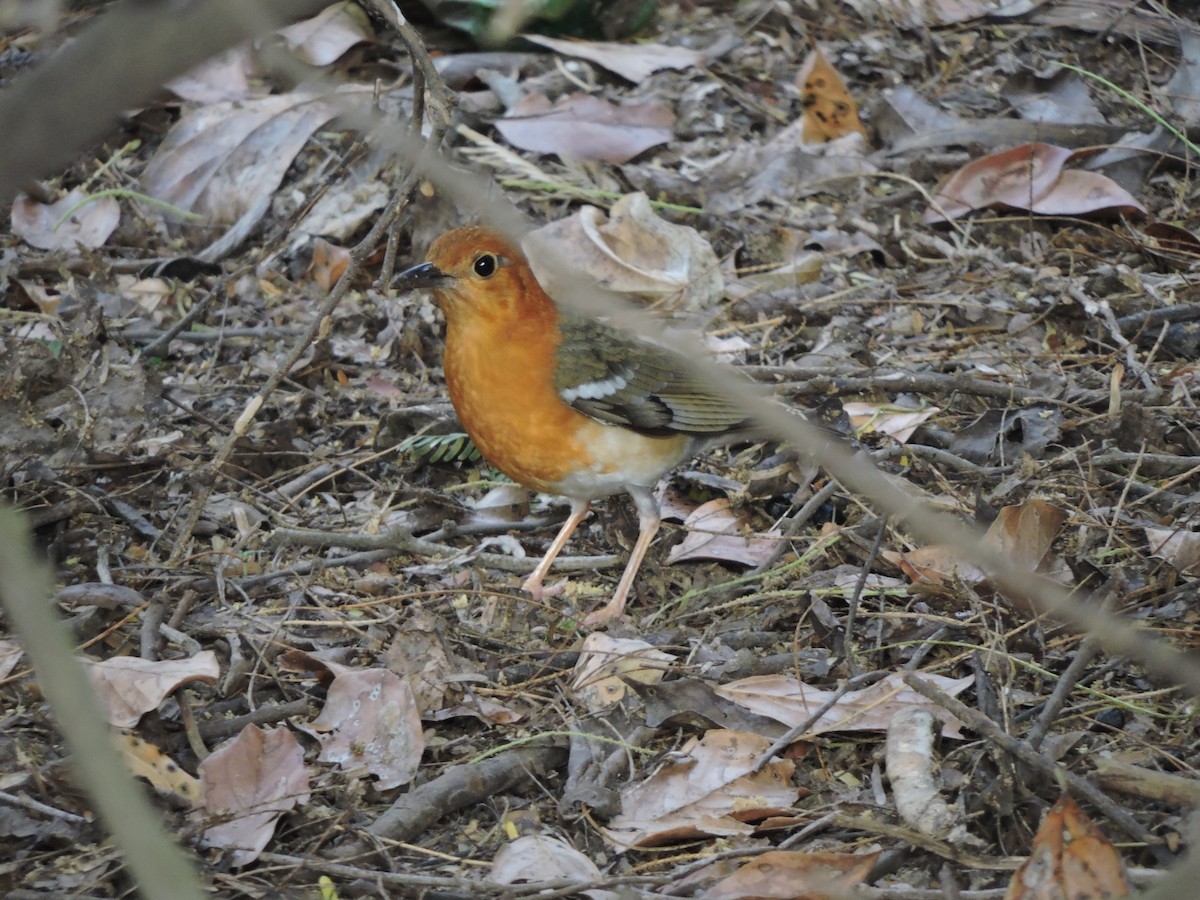 Orange-headed Thrush - ML141107451