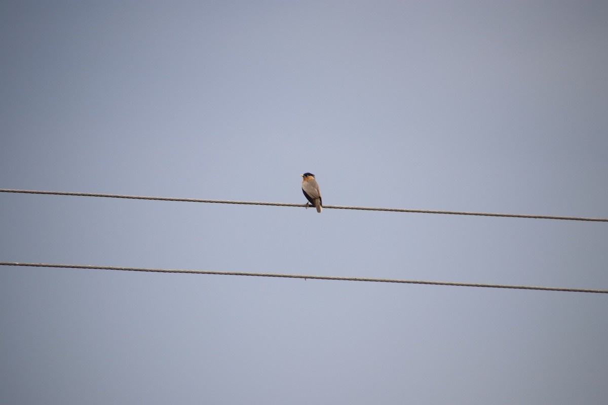 Brahminy Starling - ML141107521