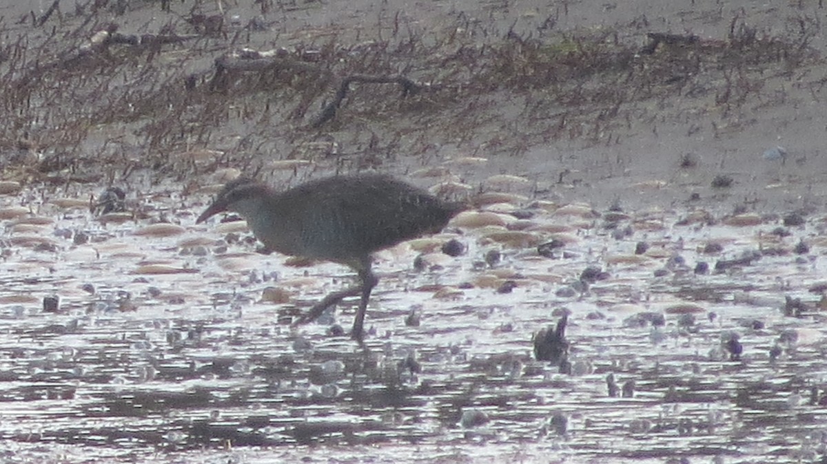 Buff-banded Rail - ML141107661