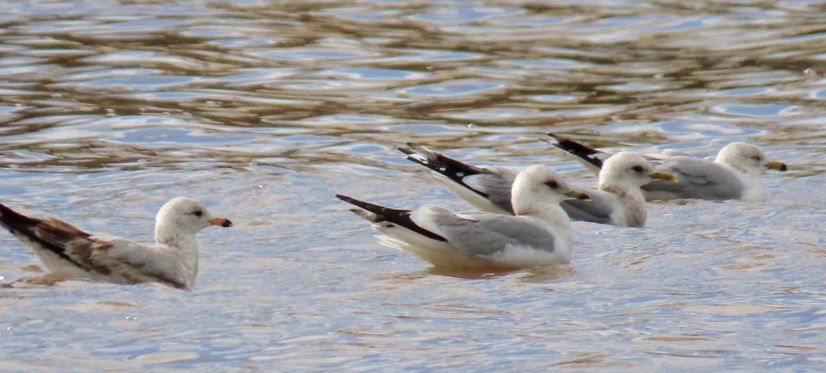 Short-billed Gull - ML141108331