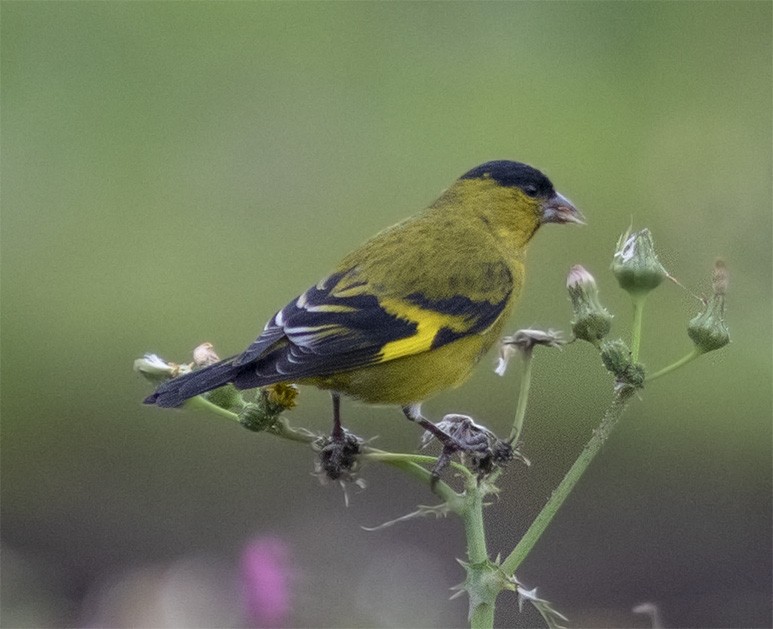 Andean Siskin - ML141110331